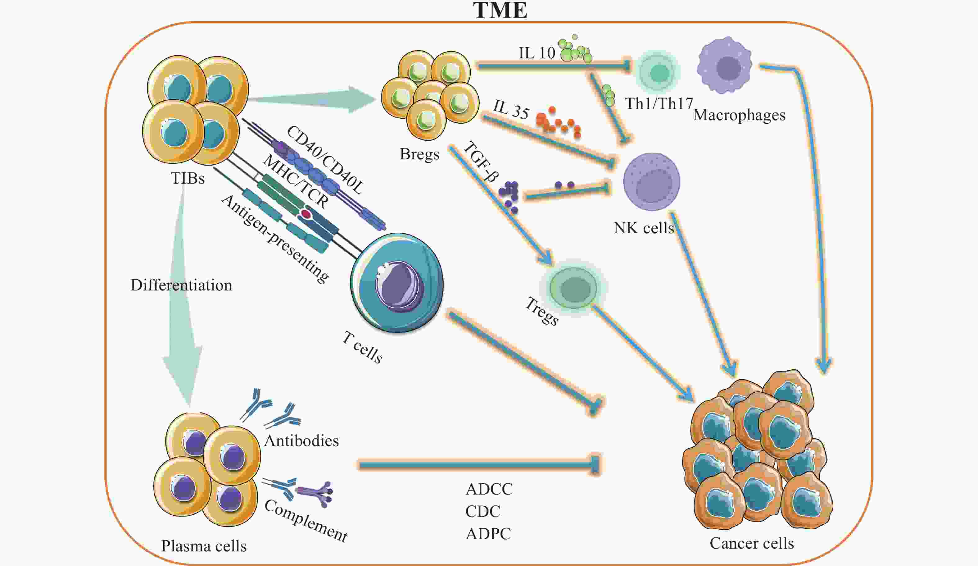 The Function And Regulatory Mechanism Of B Cells In Tumor Immunity