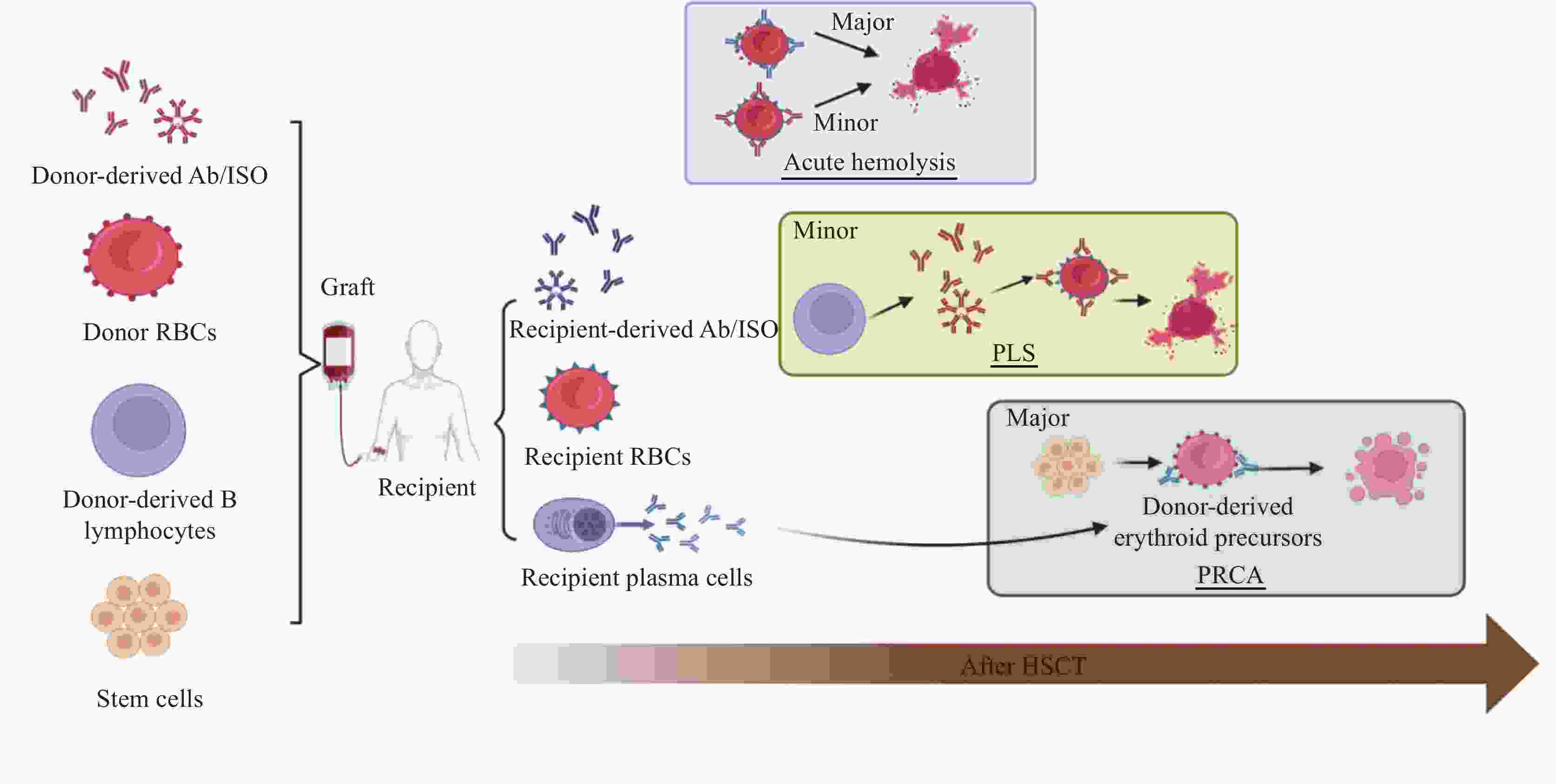 PDF) Age-related immune cell dynamics influence outcomes after allogeneic  haematopoietic cell transplantation